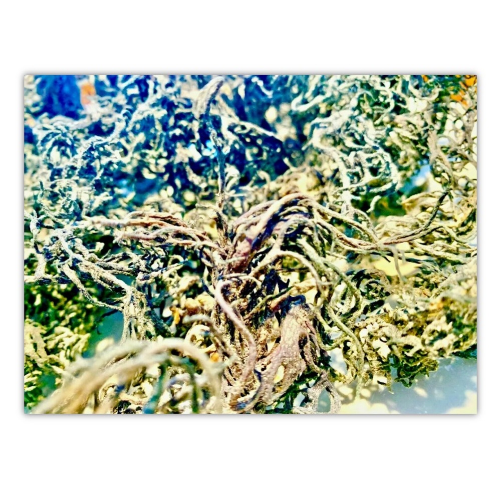 Organic wildcrafted Green Irish Sea Moss 100% Raw St Lucia seas Rare Dr Sebi